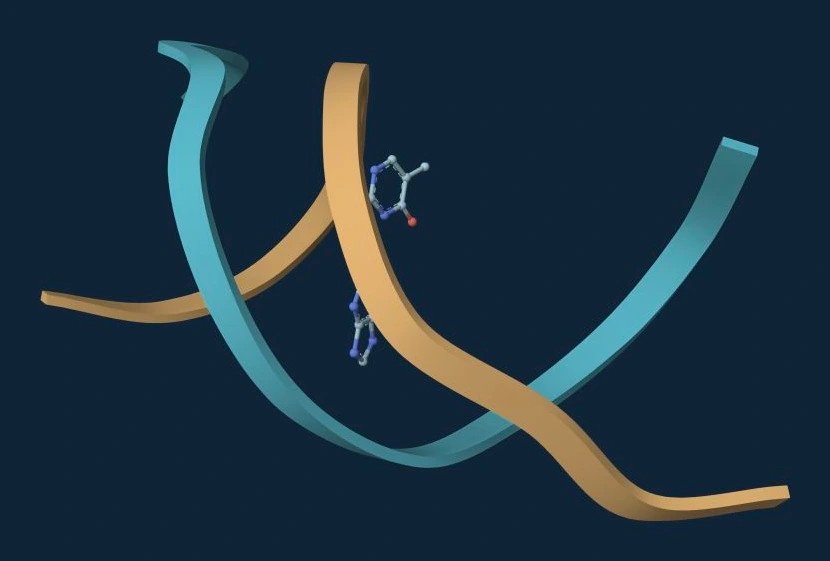 DNA double helix shown as two ribbons, with the A6–T19 adenine–thymine base pair in ball-and-stick representation; PDB 1BNA